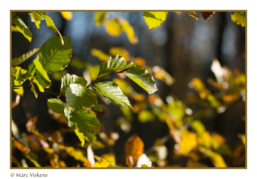 FALL