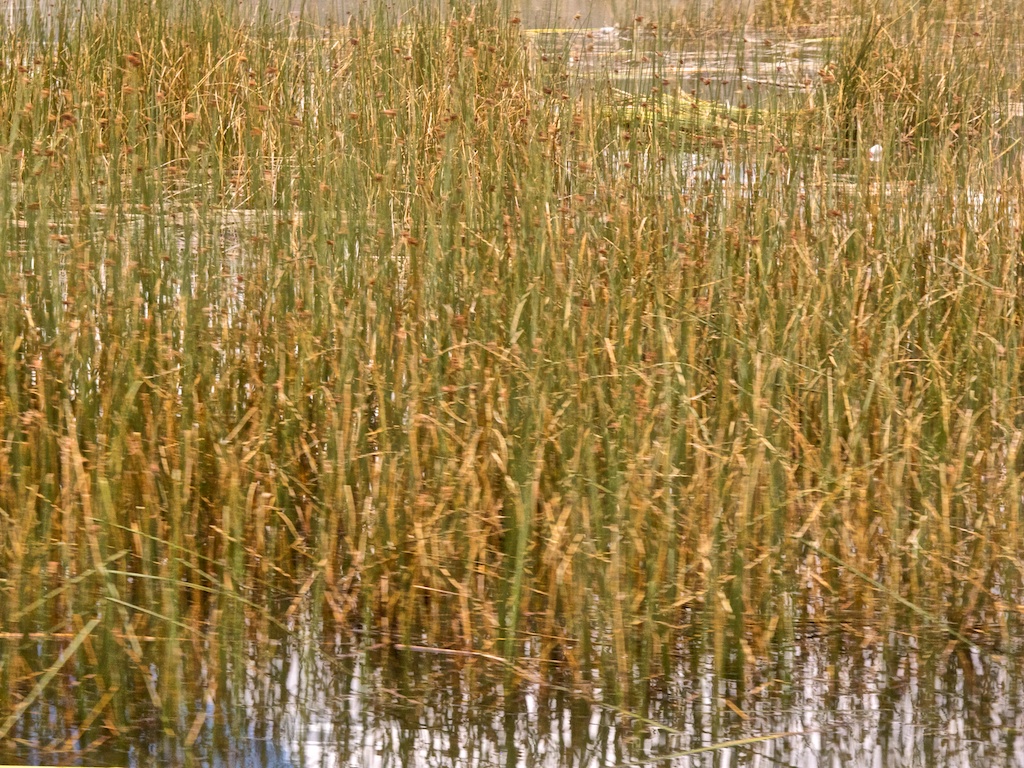 Marsh reeds