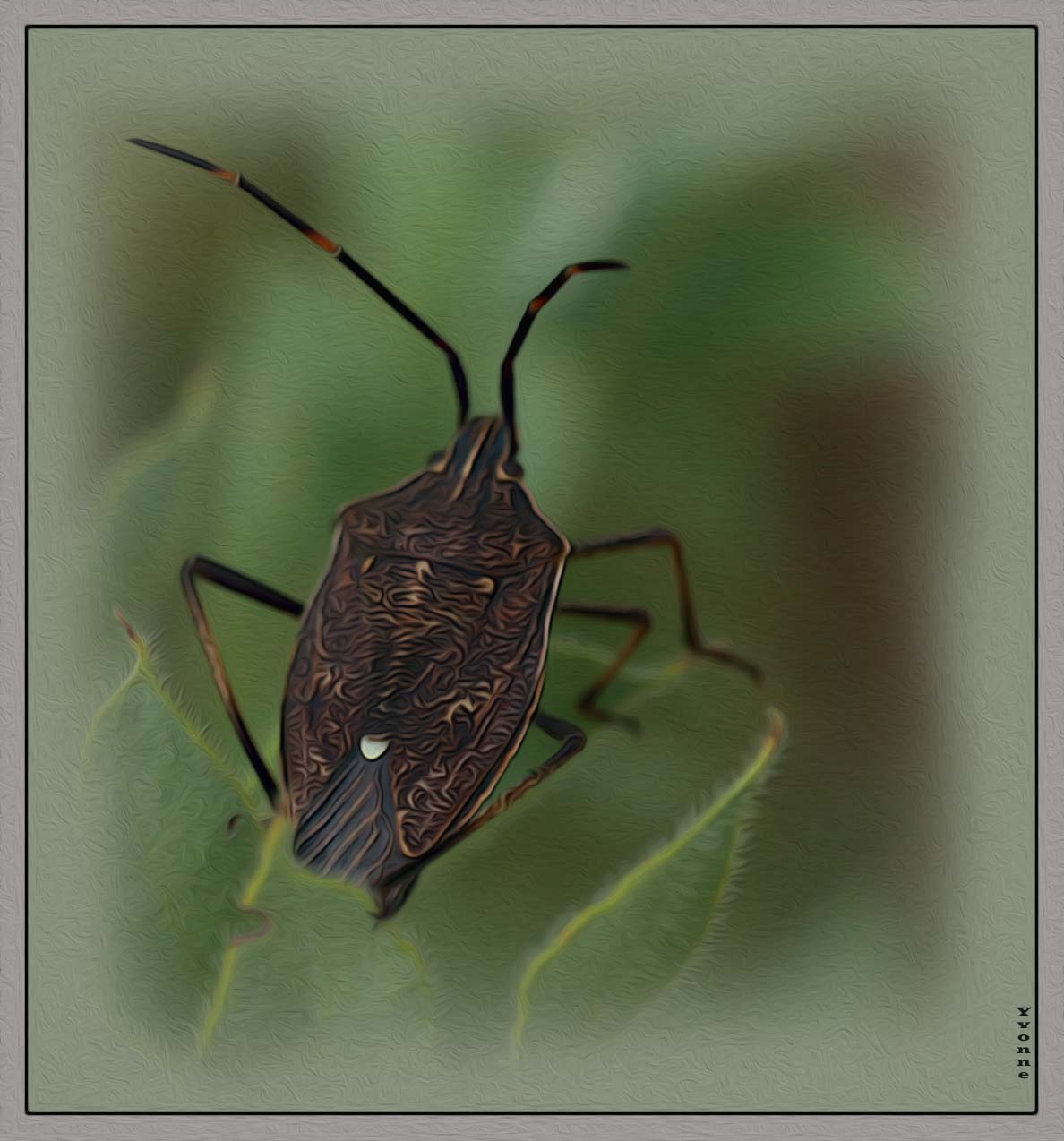 Bug on a hakea leaf