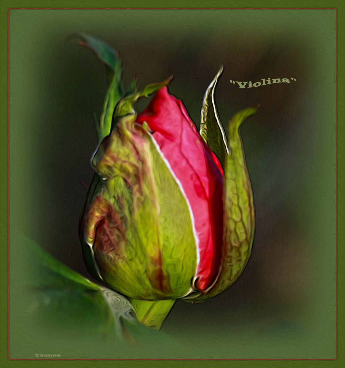 Winter rosebud