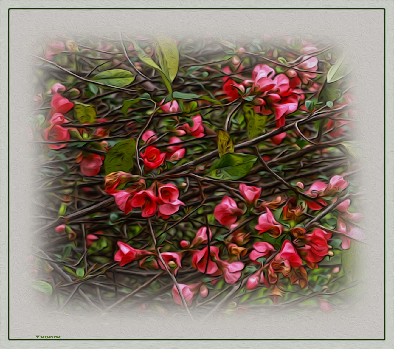 Flowering Quince