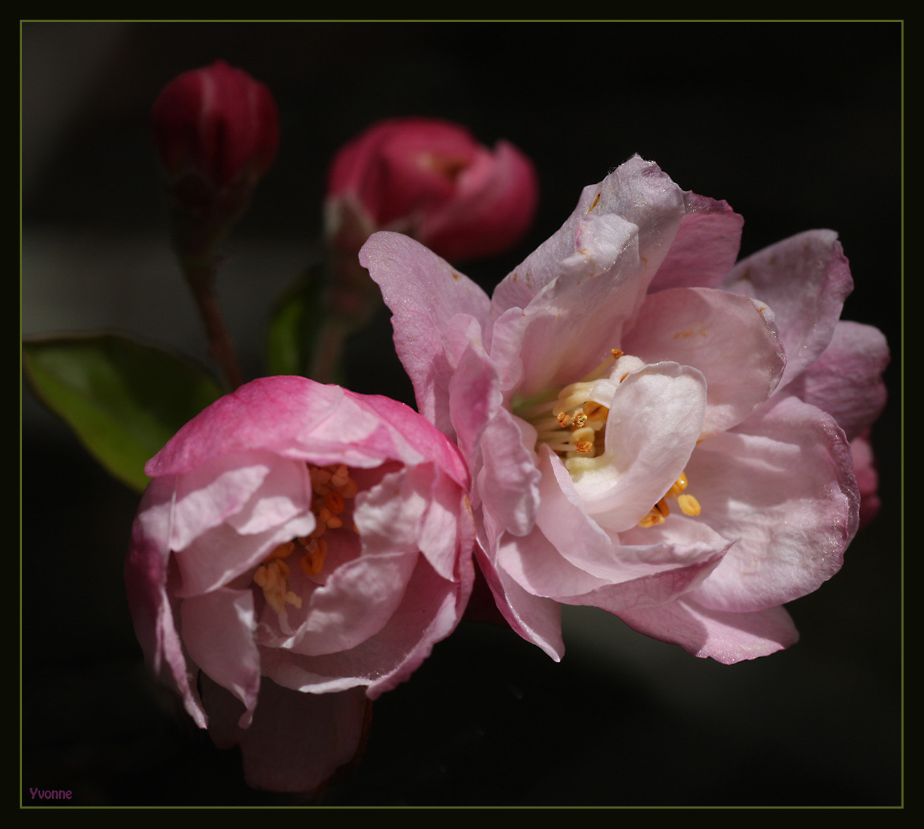 First Spring crab apple blossoms