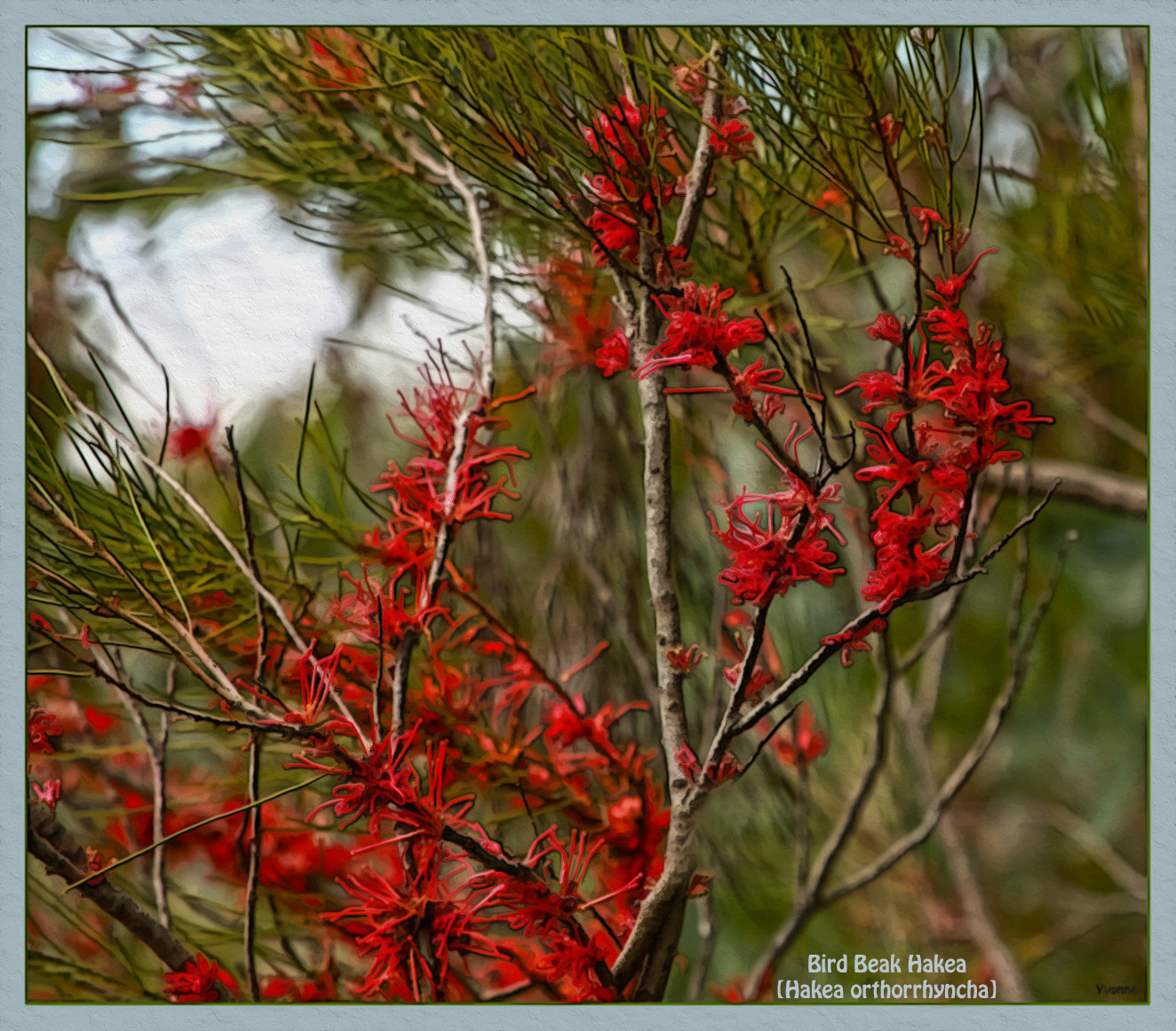 A rare Australian wildflower