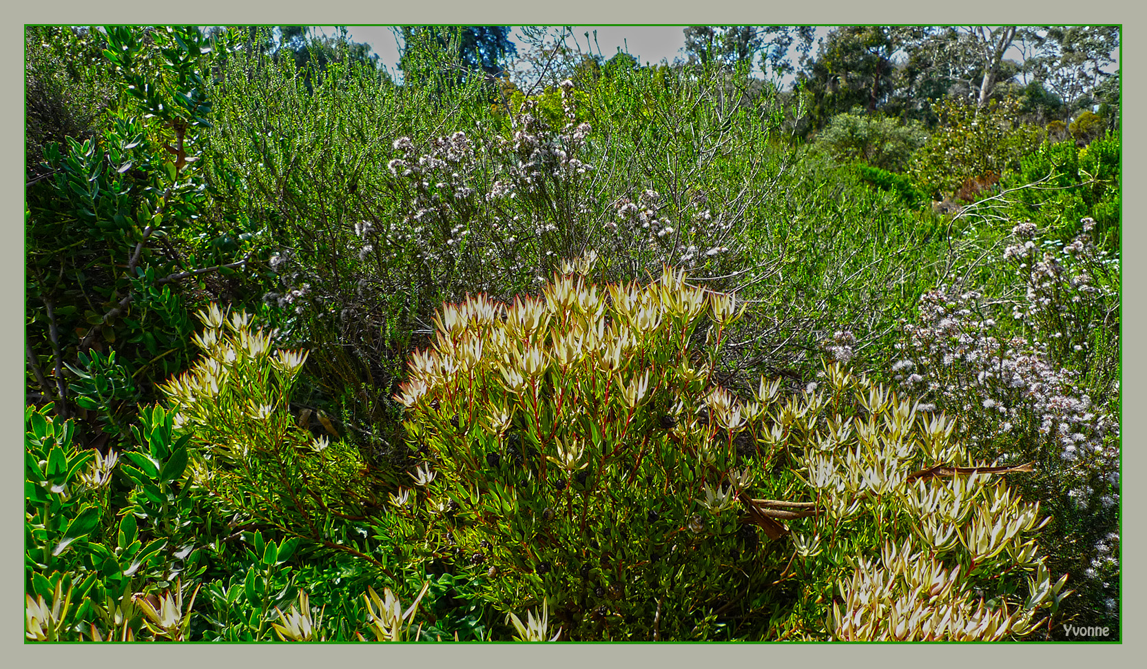 Leucadendron