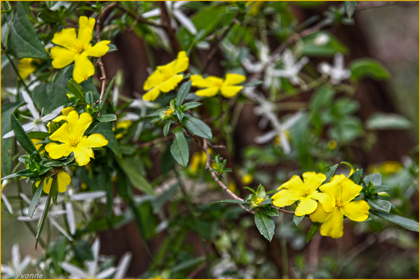 Hibbertia