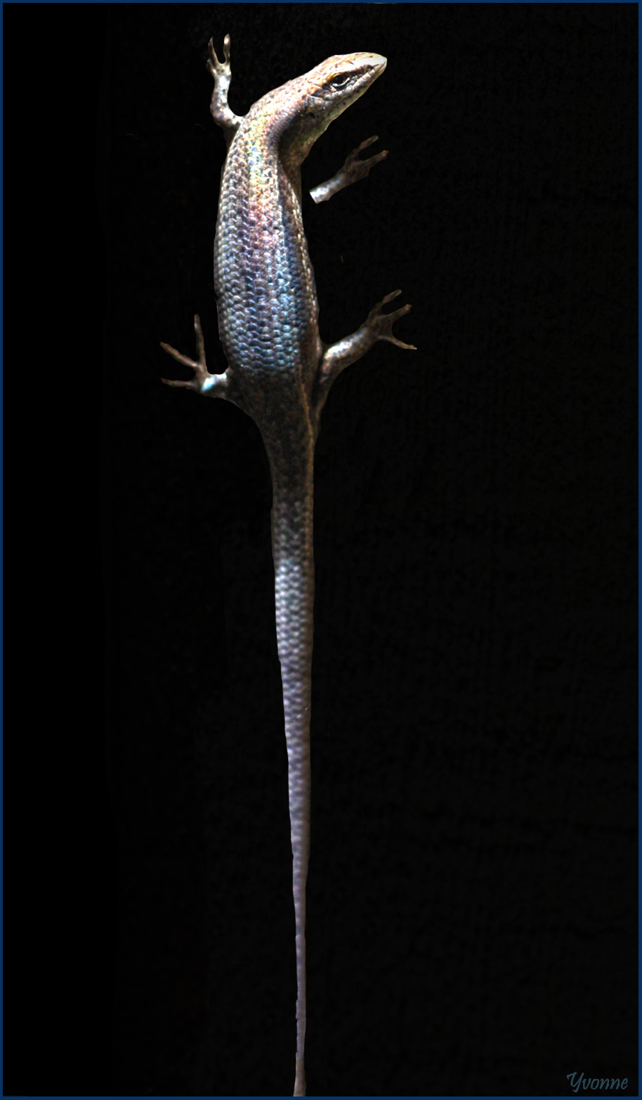 Skink 