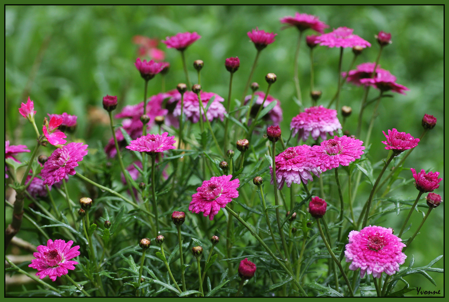 Argyranthemum Frutescens - Federation Daisy