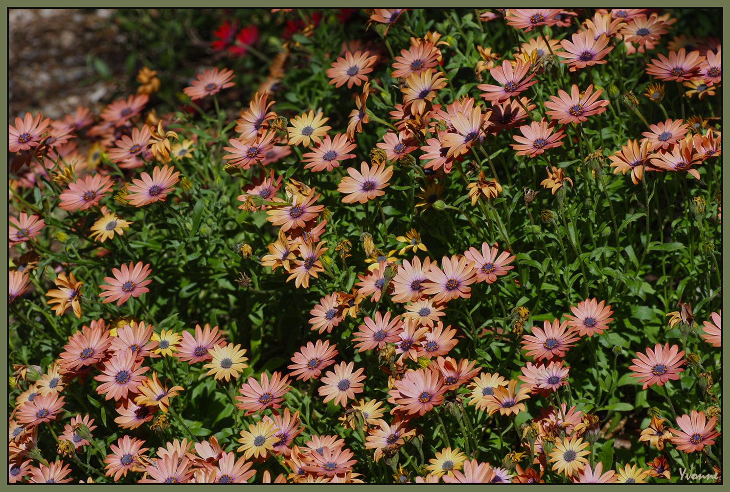 Osteospermum 