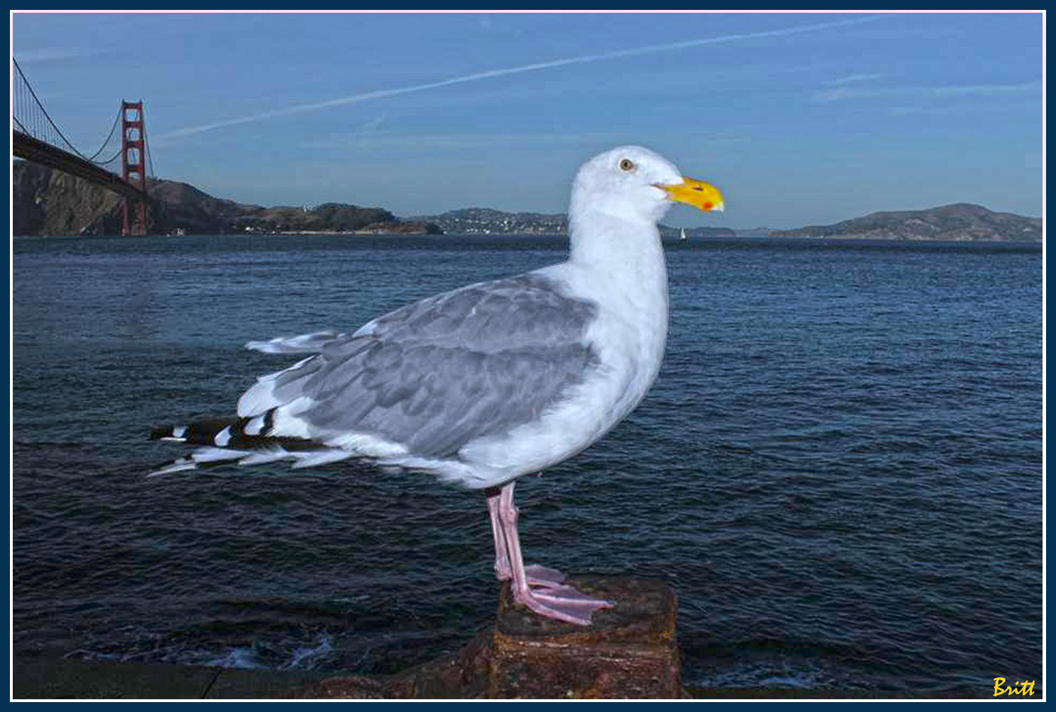 Seagull and an iconic bridge