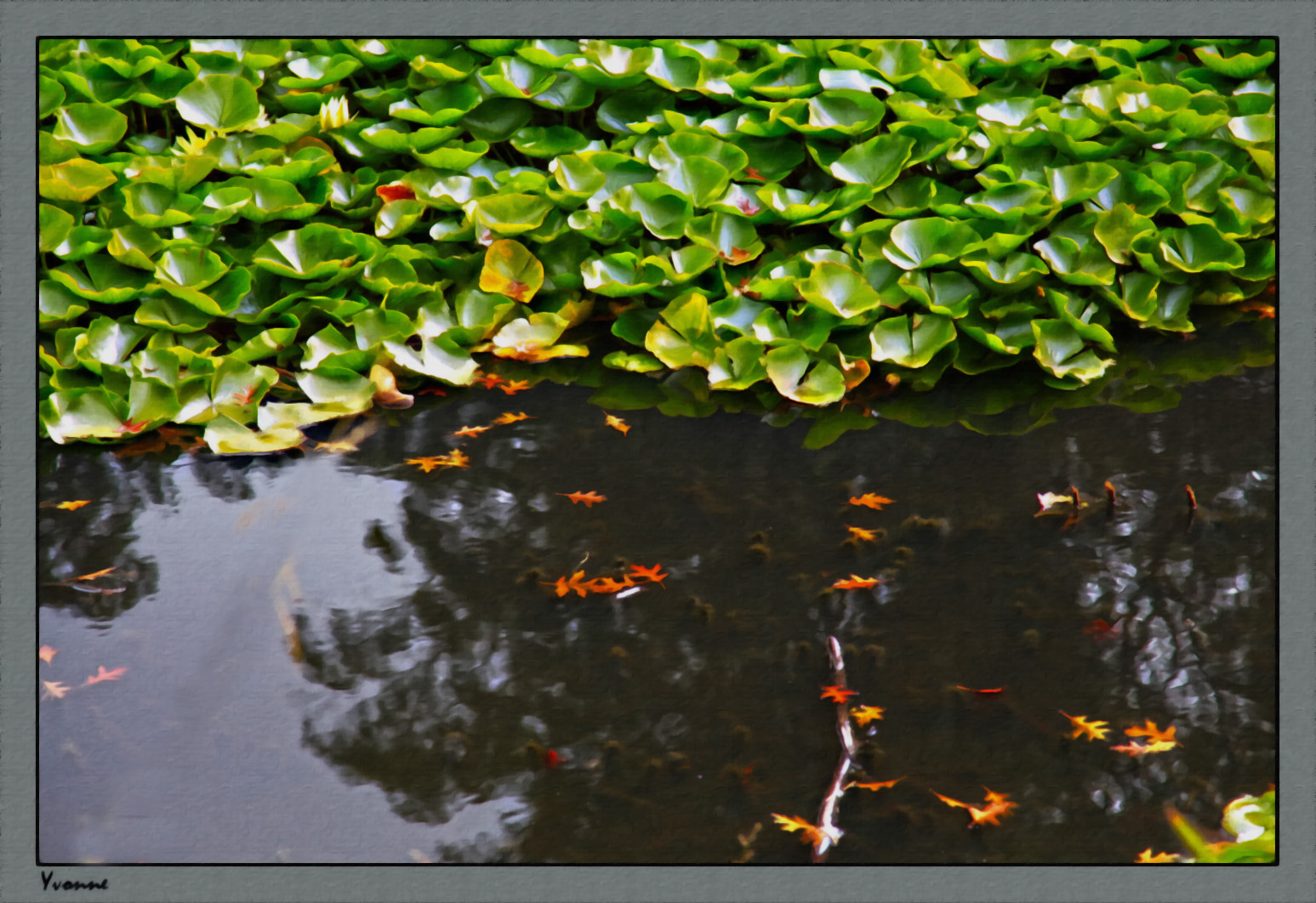 Reflections in the lily pond