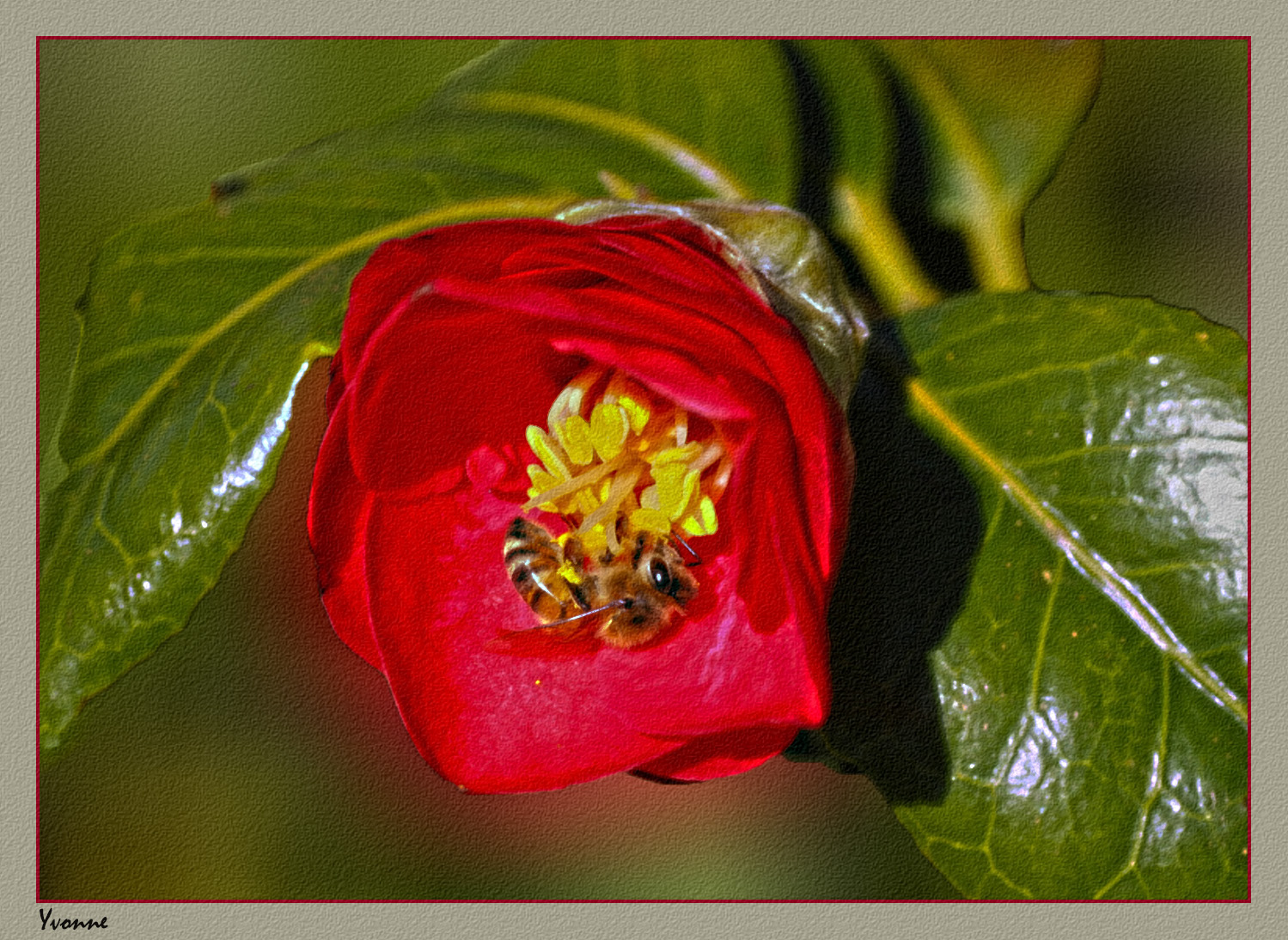 Red Camellia