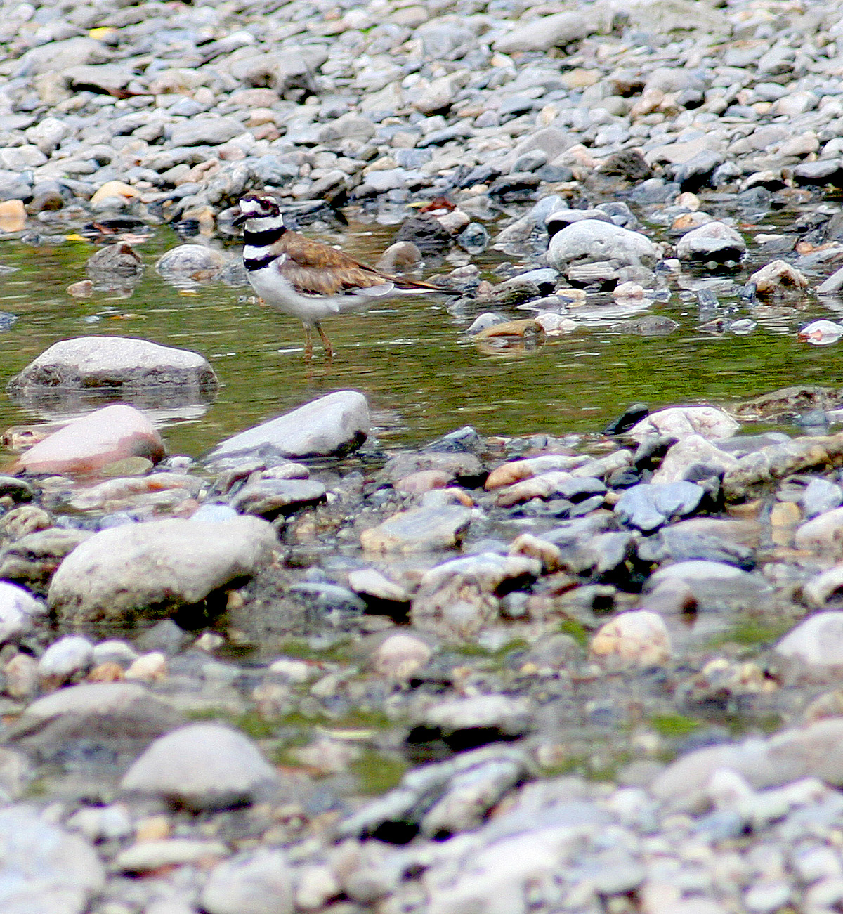 Chevalier grivel / Spotted Sandpiper / Actitis macularia