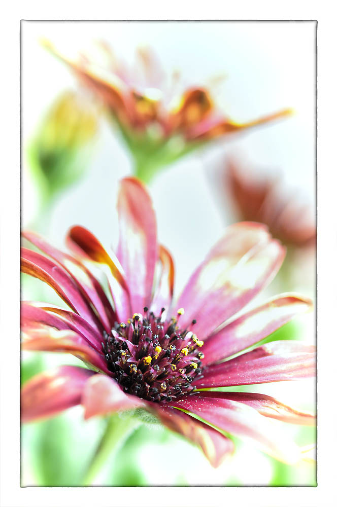 Osteospermum - Polarstern