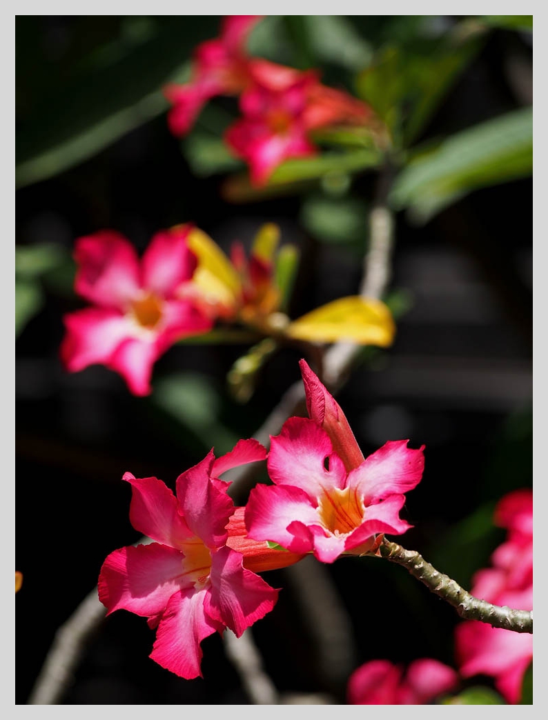 Flowers in the temple