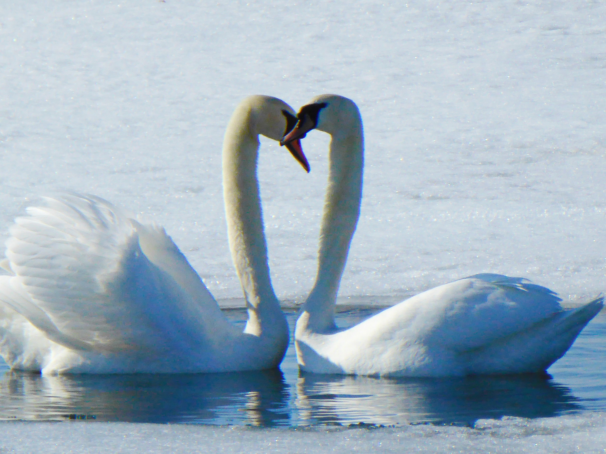 Swans - its Spring!! P1000412