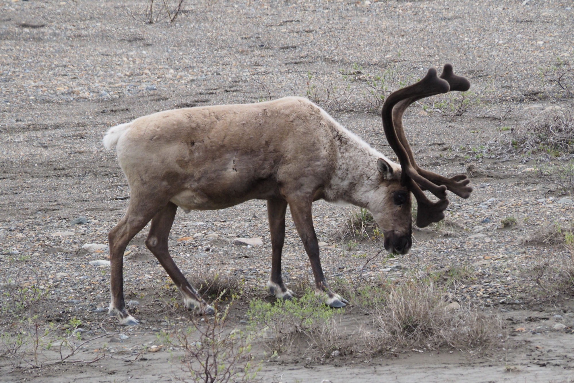 Denali National Park - Alaska 06.JPG