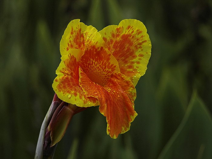 Fire Canna