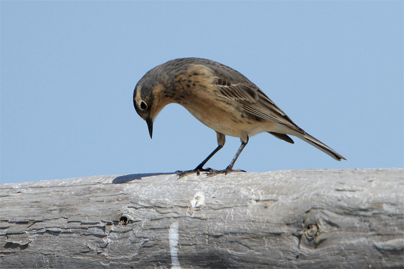 Pipit Amerique-1.jpg