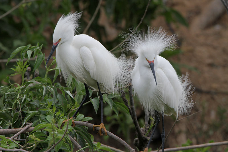 Aigrette neigeuse-2.jpg