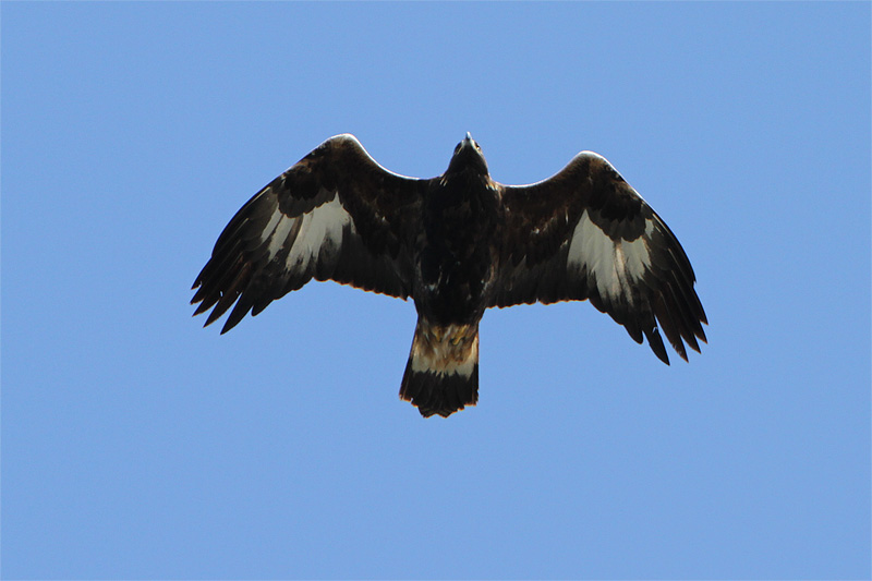 Aigle royal-8.jpg