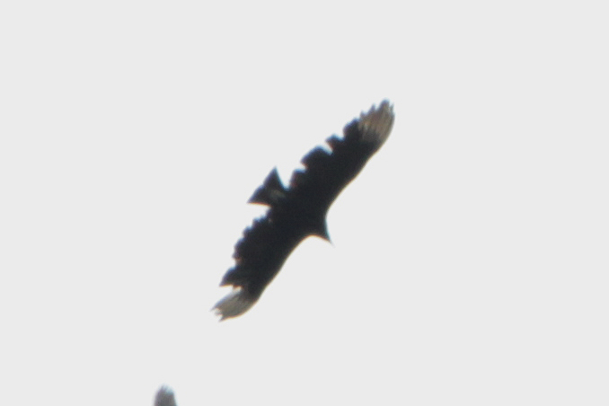 Urubu noir-1.jpg