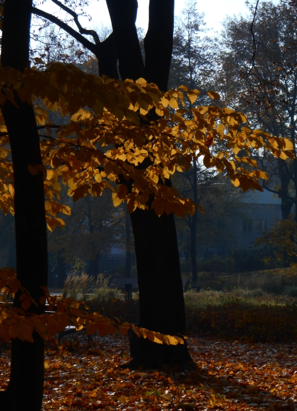 Krasinskich Park, Warsaw