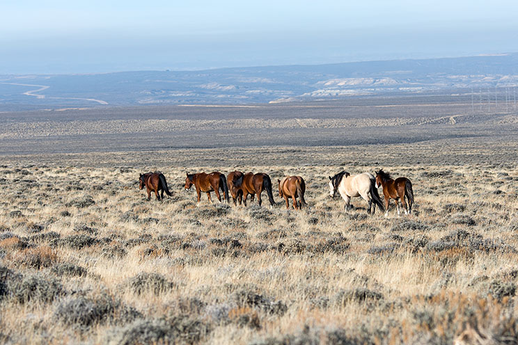 20104-12-08 horses few_0262.jpg
