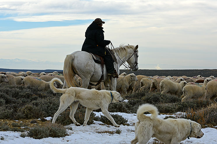 2014-12-12 sheep dogs_0306 ..jpg