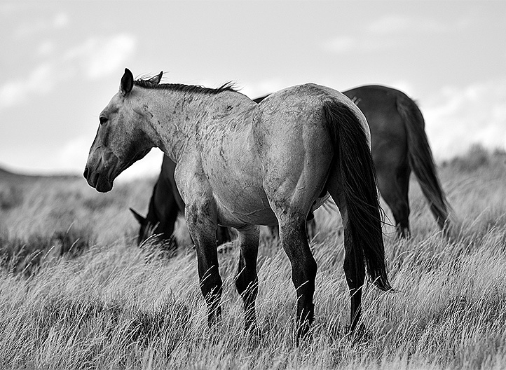 20150723_8712 copy.jpg