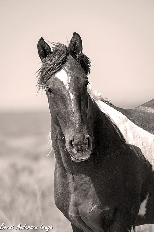 DSC_0833-2 tint.copy.jpg