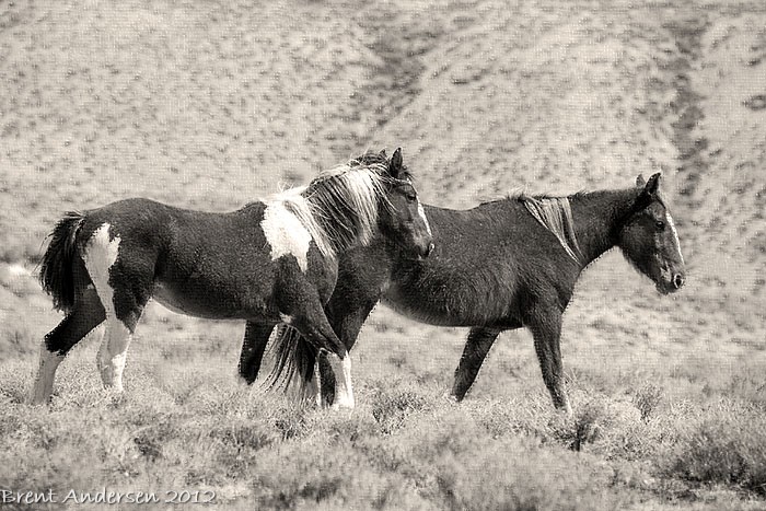 DSC_0108 copy.bw.tint.jpg