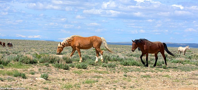 20160531_4901 copy.jpg