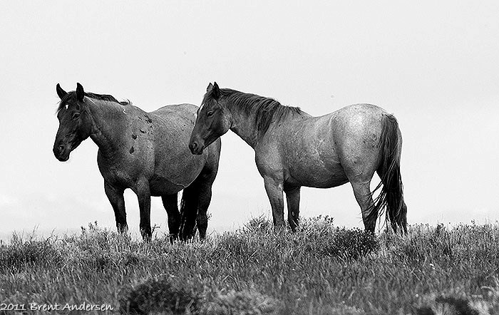 096P2244 copy.mono.filter.jpg