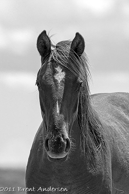 096P2310 copy.mono.filter.jpg
