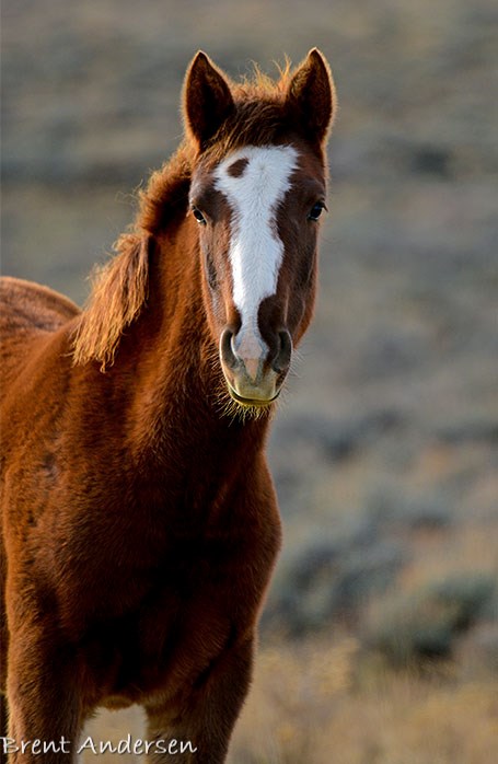 2014-11-05 D810 horses_0176 copy.jpg