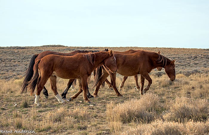 2014-11-05 D810 horses_0201 copy.jpg