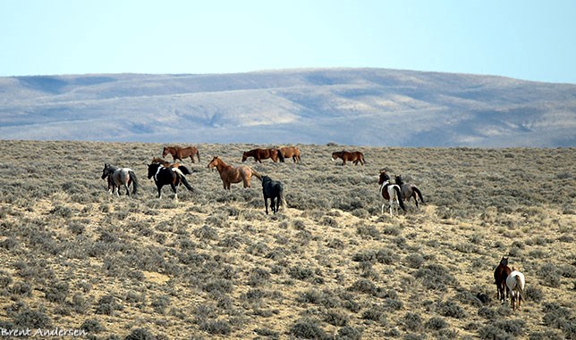 2014-11-05 D810 horses_0220 copy.jpg
