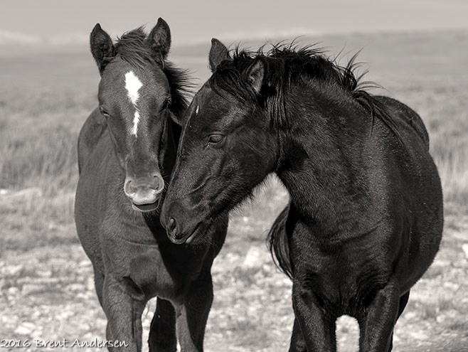 20161022_8268 copy.bw.jpg