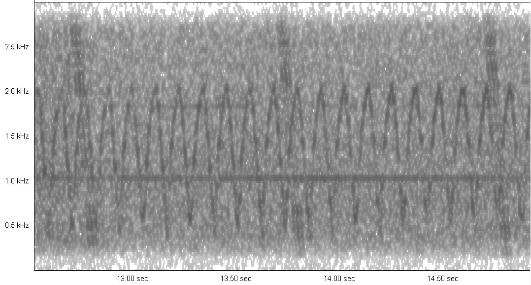 Warbler_4864_usb_20131221_0235_rem.jpg