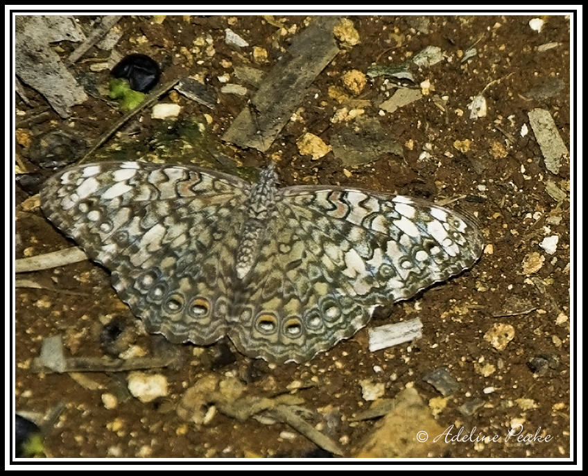 Unknown Butterfly, ominican Republic