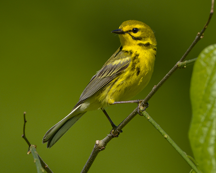 PRAIRIE WARBLER