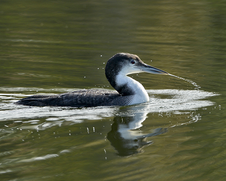 COMMON LOON