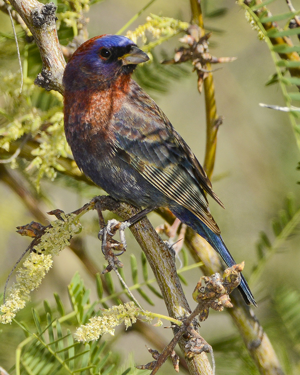 VARIED BUNTING