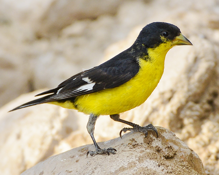 LESSER GOLDFINCH