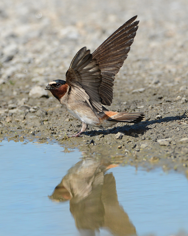 CLIFF  SWALLOW