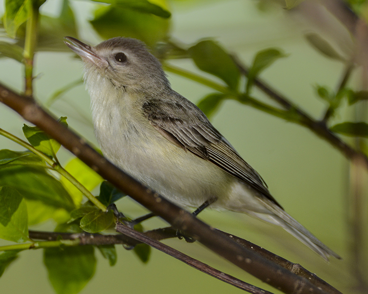 WARBLING VIREO