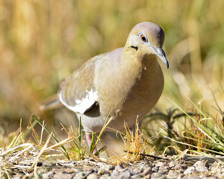 WHITE-WINGED DOVE