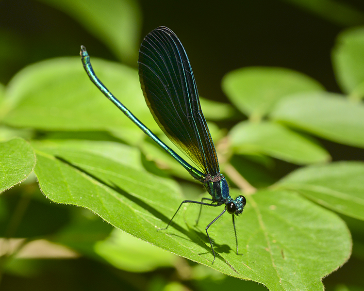 DAMSELFLY