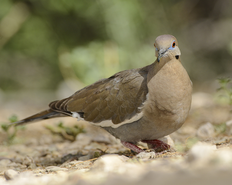 WHITE-WINGED DOVE