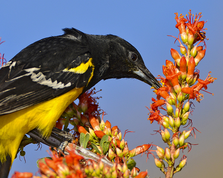 SCOTTS ORIOLE